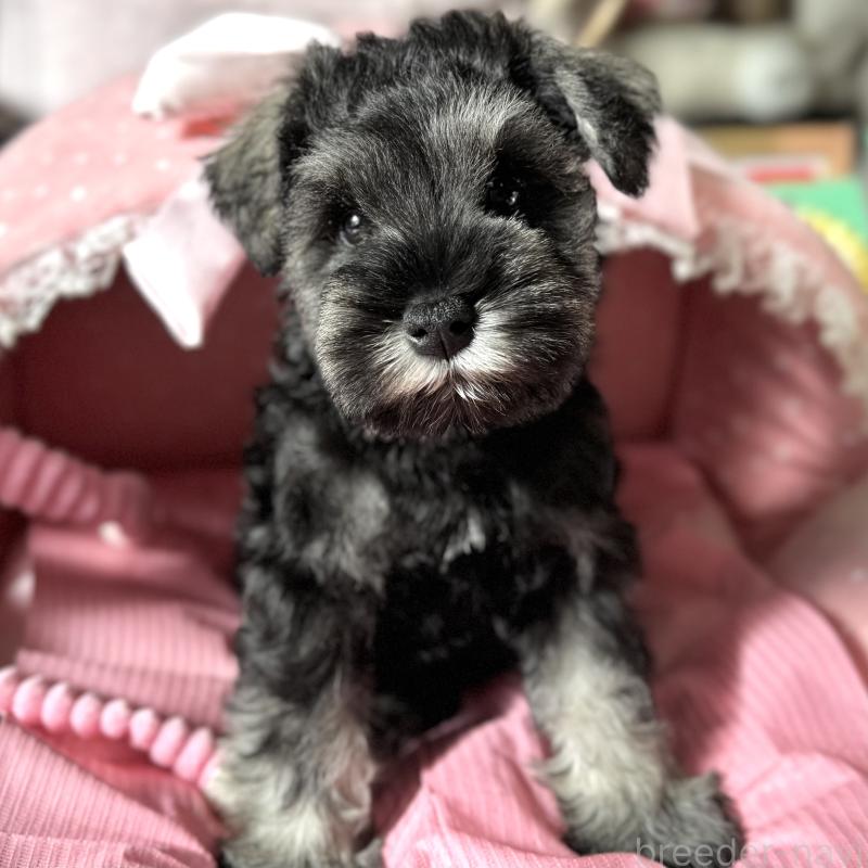 販売中の大阪府のミニチュアシュナウザー-438953の7枚目