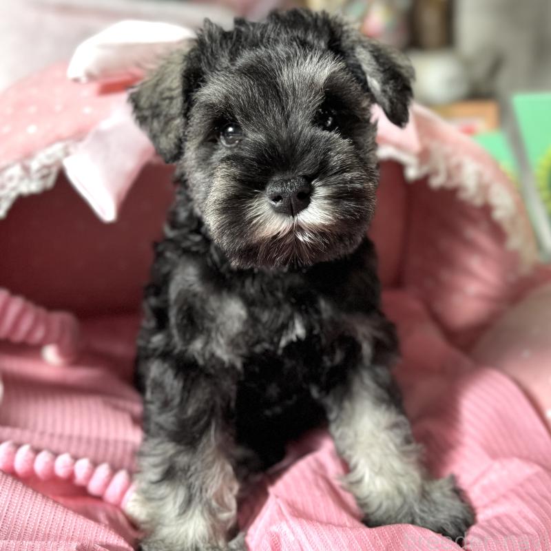 販売中の大阪府のミニチュアシュナウザー-438953の6枚目