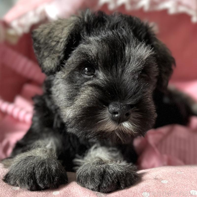 販売中の大阪府のミニチュアシュナウザー-438953の4枚目