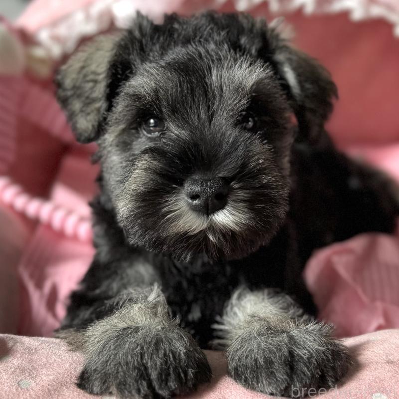 販売中の大阪府のミニチュアシュナウザー-438953の3枚目