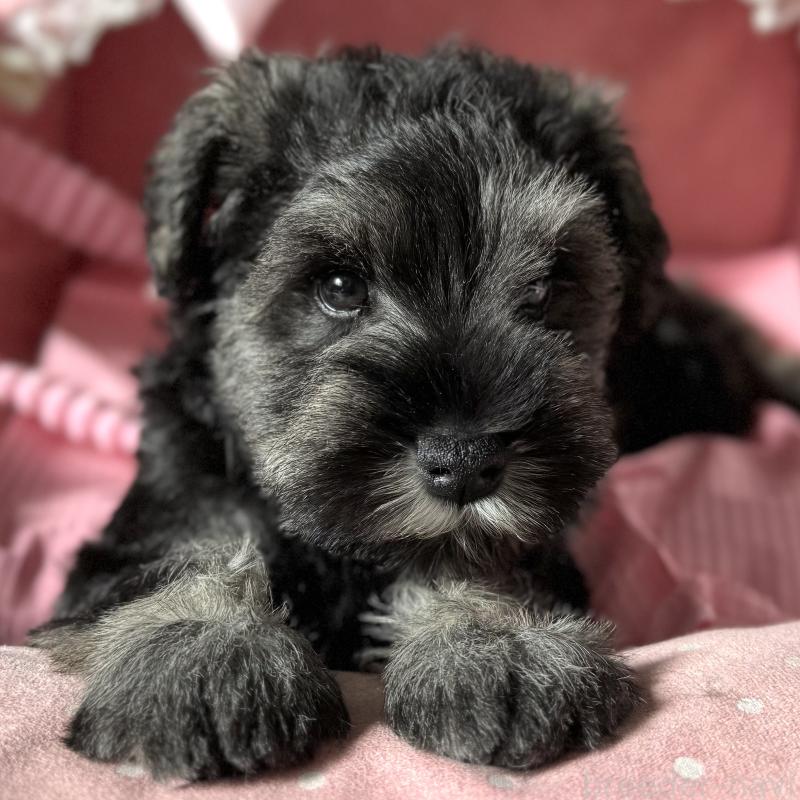 販売中の大阪府のミニチュアシュナウザー-438953の2枚目