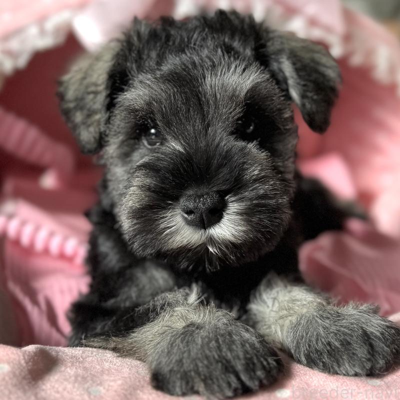 販売中の大阪府のミニチュアシュナウザー-438953の1枚目