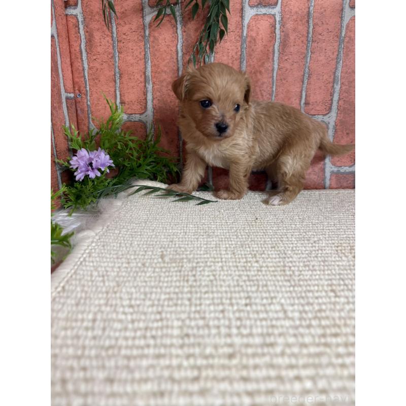 販売中の埼玉県のチワプー:チワワ×トイプードル-438954の3枚目