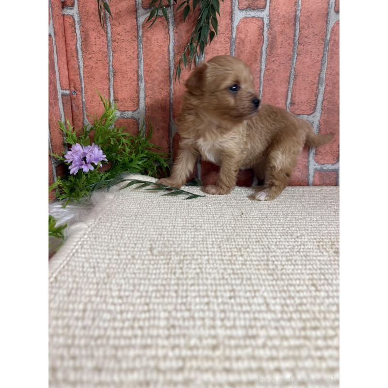 販売中の埼玉県のチワプー:チワワ×トイプードル-438954の2枚目