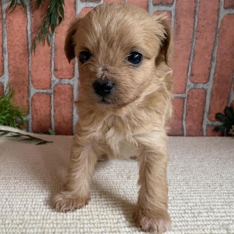 販売中の埼玉県のチワプー:チワワ×トイプードル-438954の1枚目