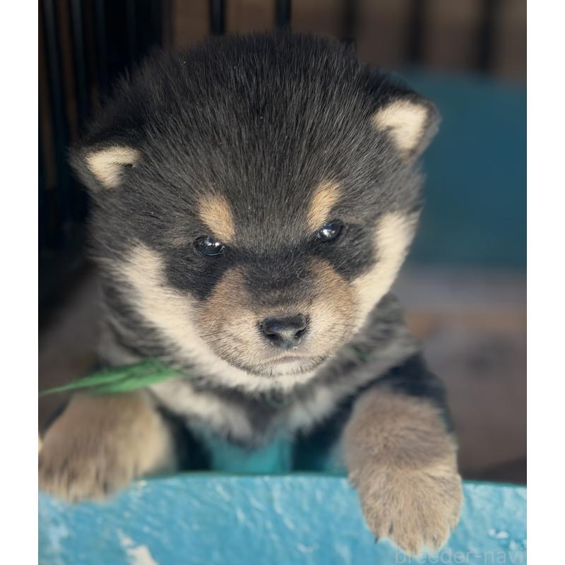 販売中の山梨県の柴犬-432312の5枚目