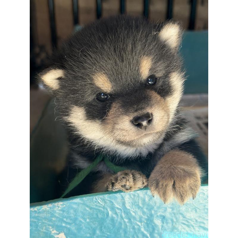 販売中の山梨県の柴犬-432312の3枚目