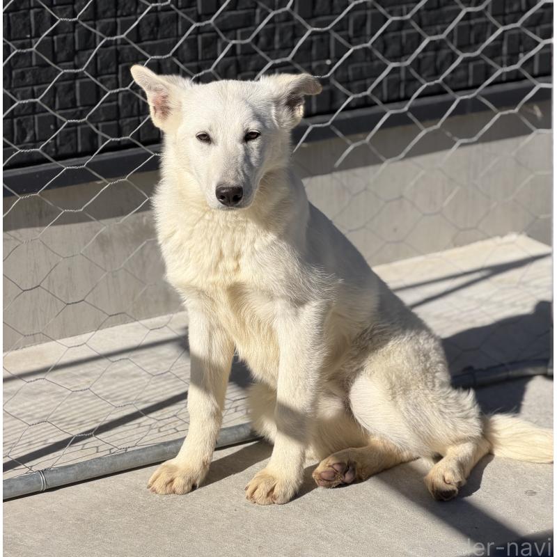成約済の山梨県のホワイトシェパード-406759の2枚目