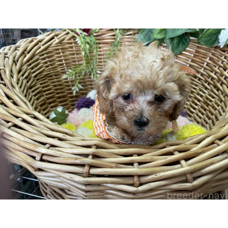 販売中の愛媛県のタイニープードル-438965の6枚目