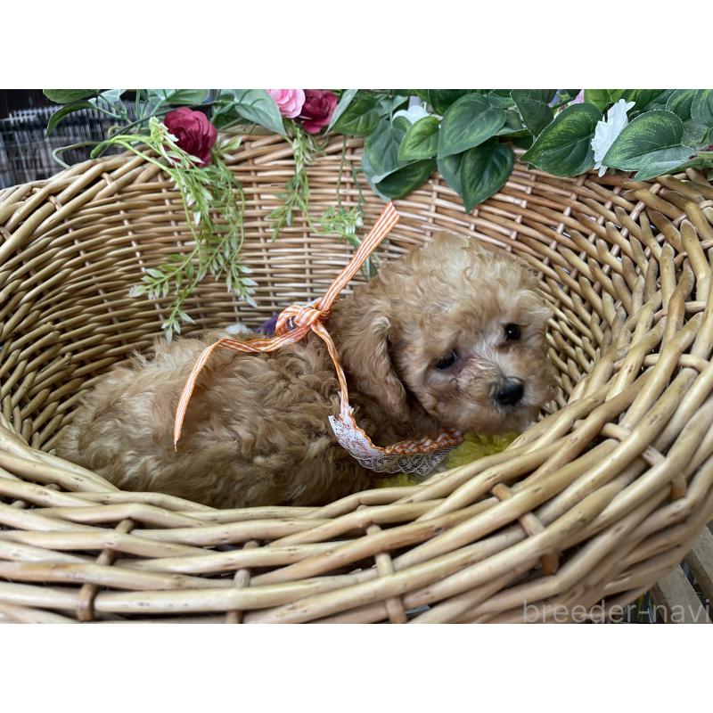 販売中の愛媛県のタイニープードル-438965の5枚目