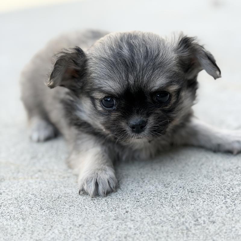 販売中の山梨県のチワワ(ロングコート)-431128