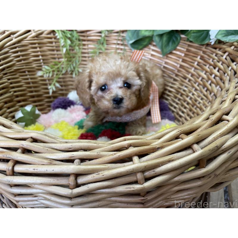 販売中の愛媛県のタイニープードル-438965の4枚目