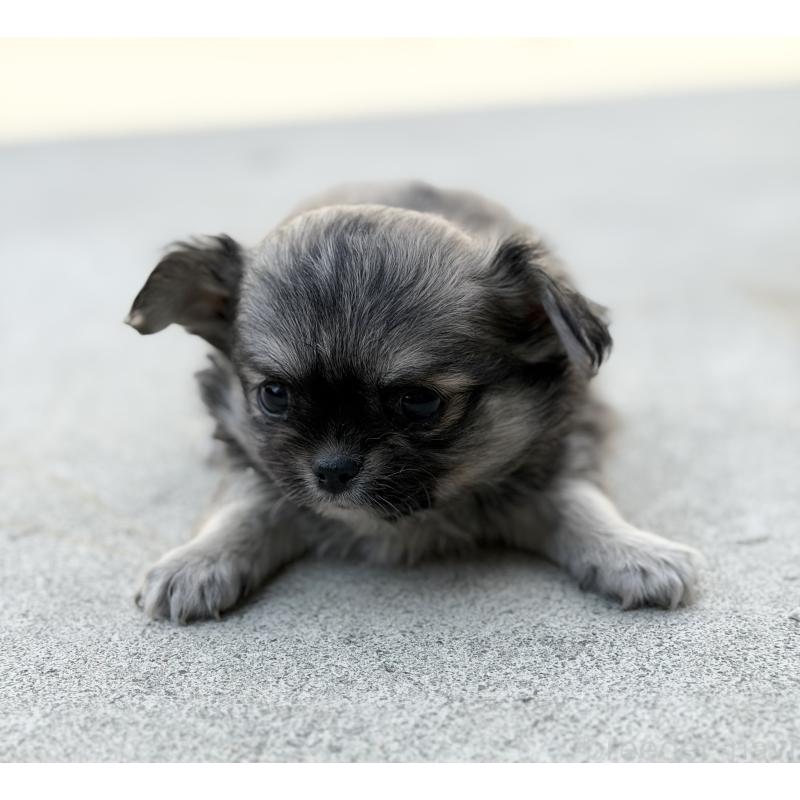 販売中の山梨県のチワワ(ロングコート)-431128の5枚目