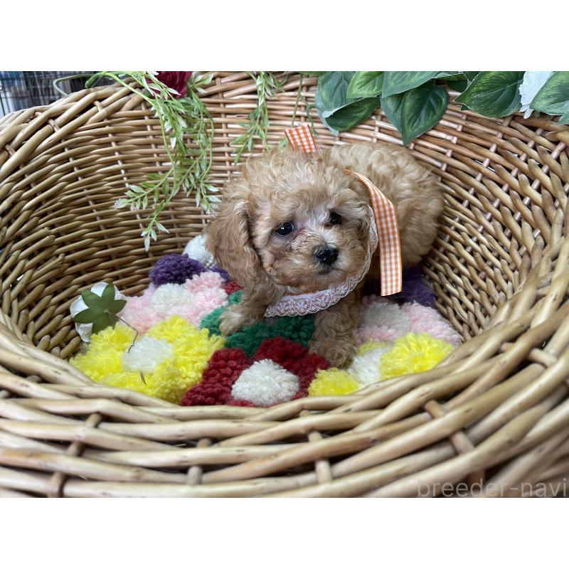 販売中の愛媛県のタイニープードル-438965の3枚目