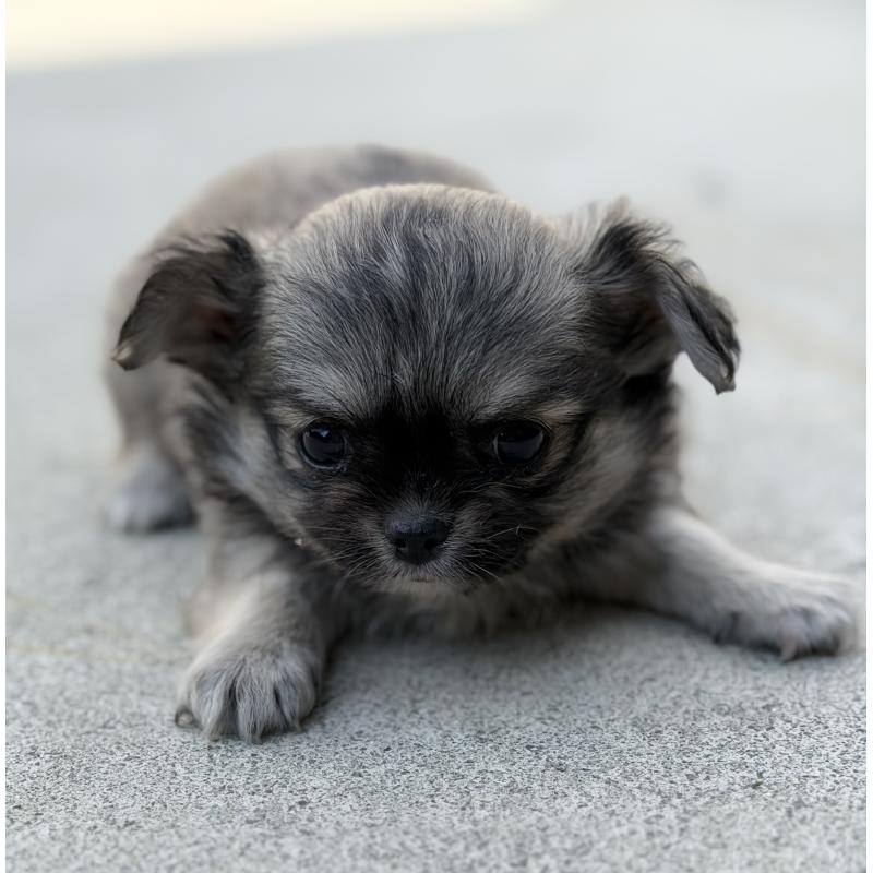 販売中の山梨県のチワワ(ロングコート)-431128の4枚目