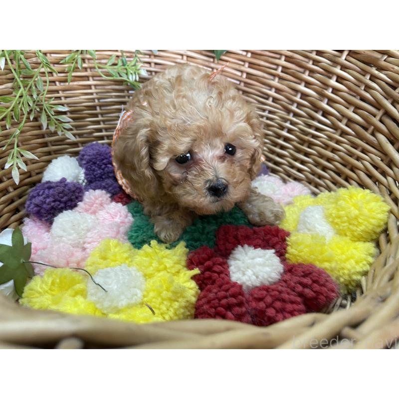 販売中の愛媛県のタイニープードル-438965の2枚目