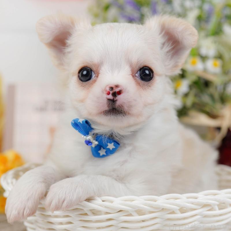 販売中の神奈川県のチワワ(ロングコート)-438963の1枚目