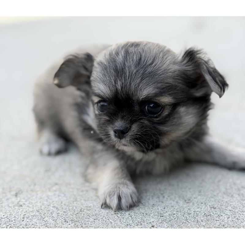 販売中の山梨県のチワワ(ロングコート)-431128の2枚目