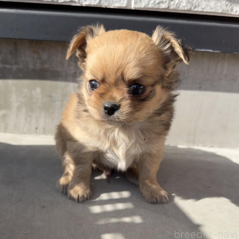 販売中の山梨県のチワワ(ロングコート)-431125の5枚目