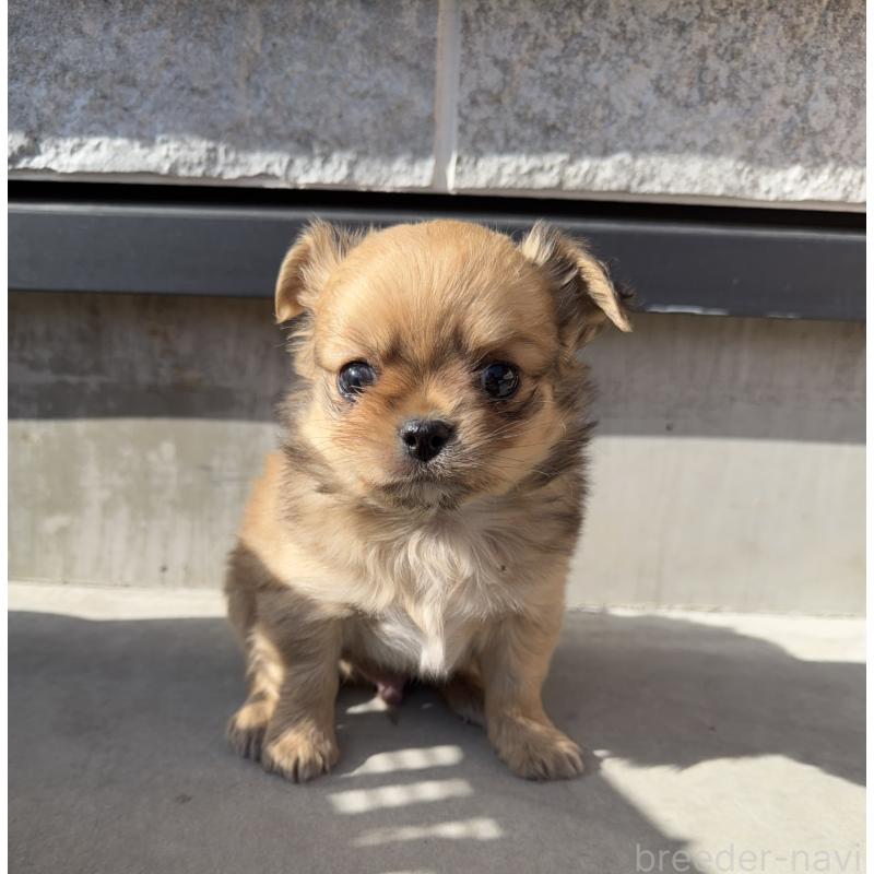 販売中の山梨県のチワワ(ロングコート)-431125の4枚目