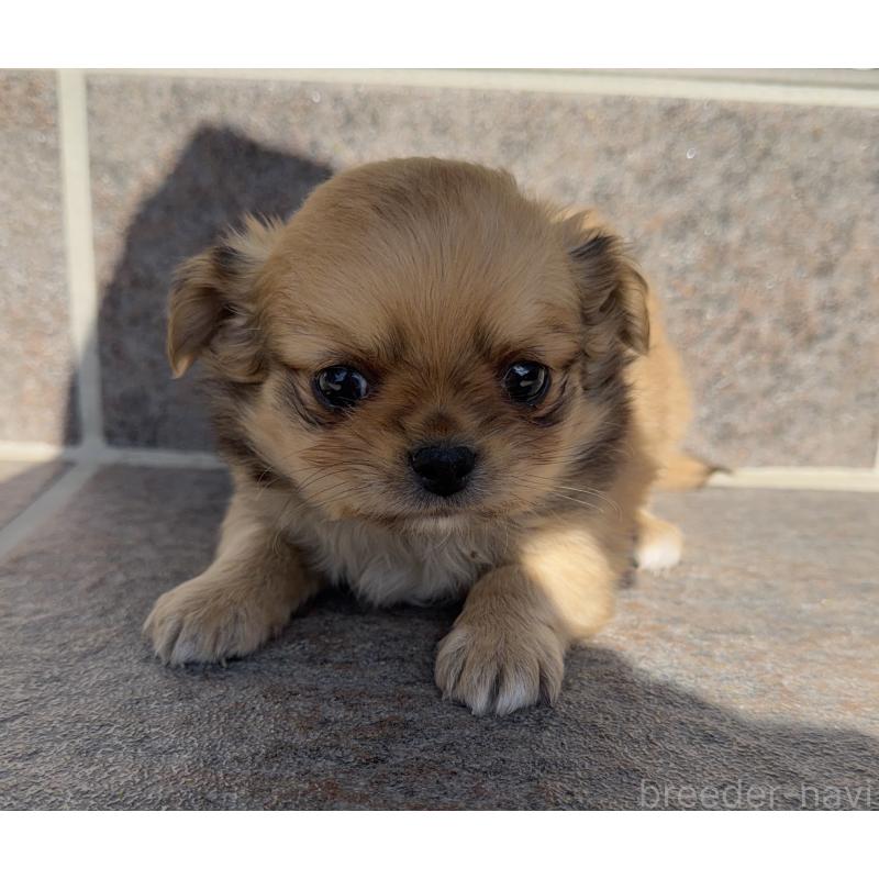 販売中の山梨県のチワワ(ロングコート)-431125の3枚目