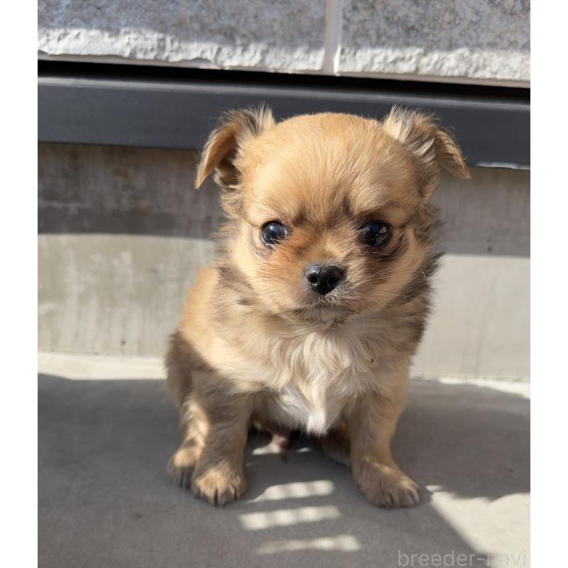 販売中の山梨県のチワワ(ロングコート)-431125の2枚目