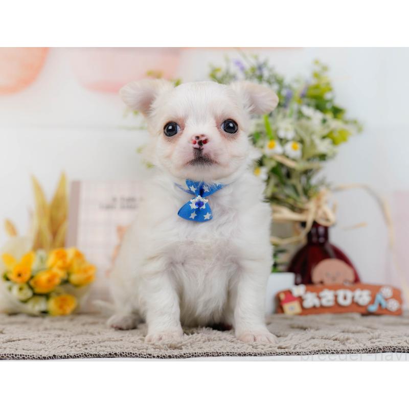 販売中の神奈川県のチワワ(ロングコート)-438963の11枚目