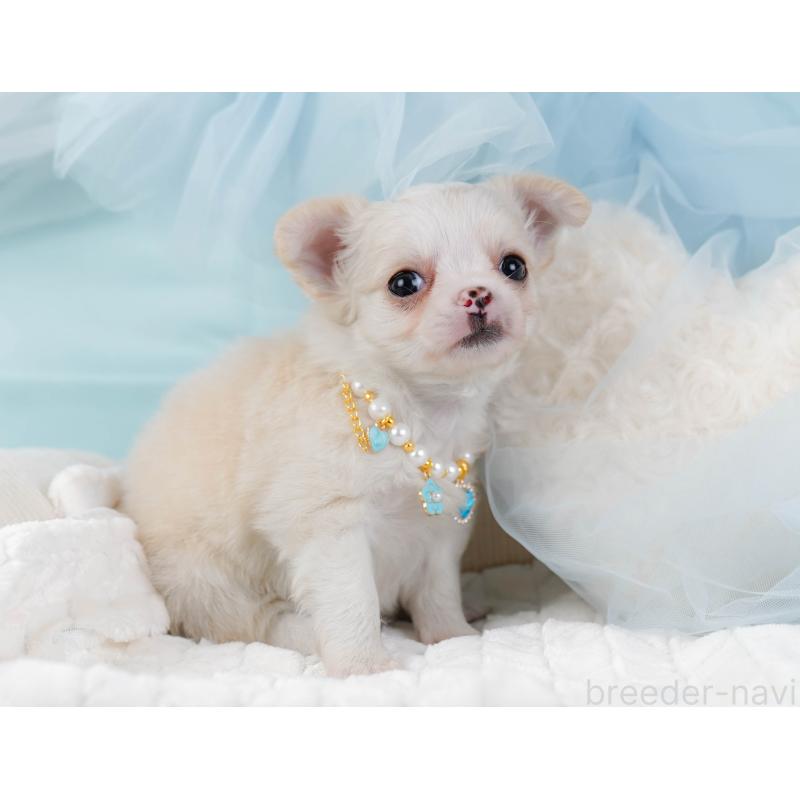 販売中の神奈川県のチワワ(ロングコート)-438963の4枚目