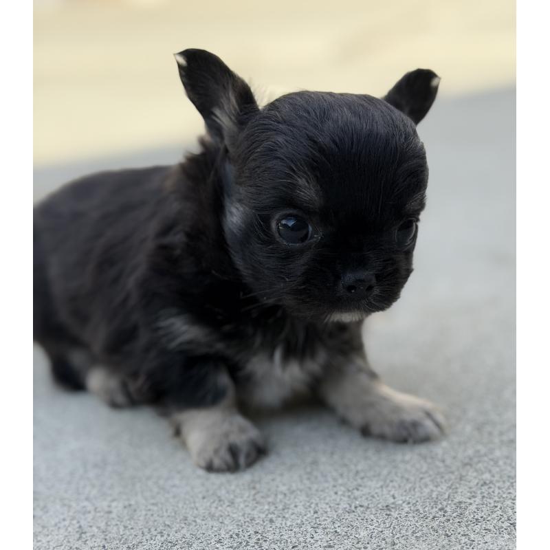 販売中の山梨県のチワワ(ロングコート)-432309の7枚目