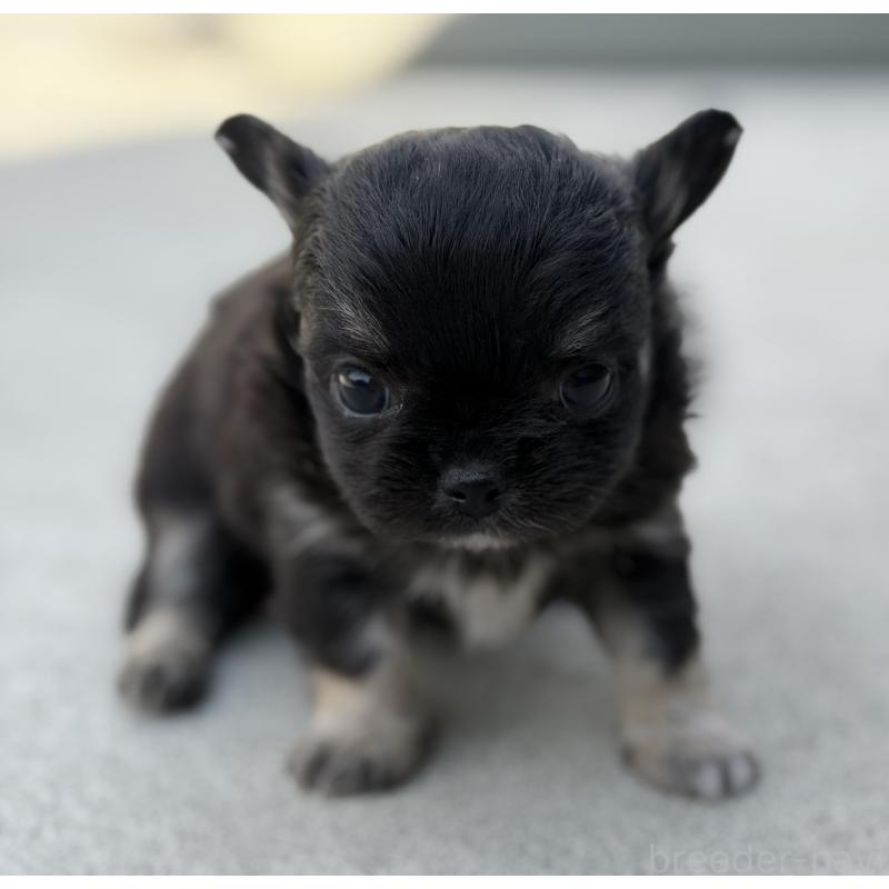 販売中の山梨県のチワワ(ロングコート)-432309の3枚目