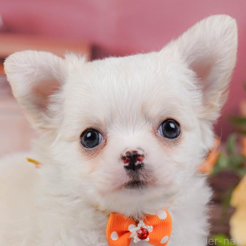 販売中の神奈川県のチワワ(ロングコート)-438966