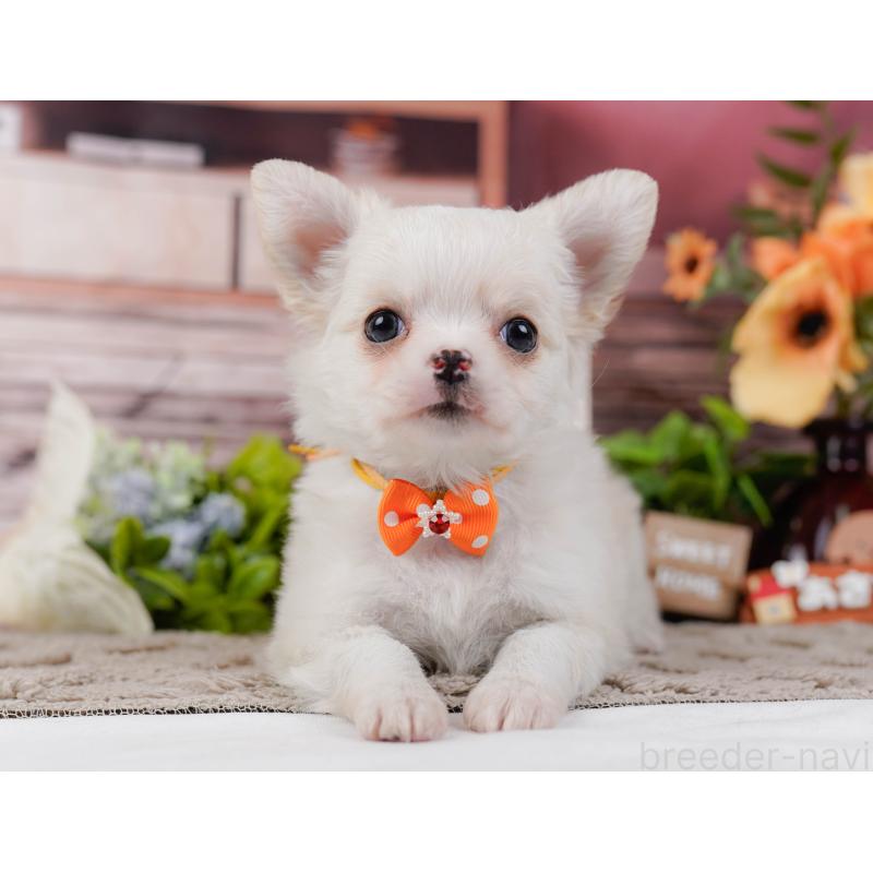 販売中の神奈川県のチワワ(ロングコート)-438966の11枚目