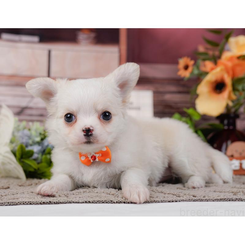 販売中の神奈川県のチワワ(ロングコート)-438966の7枚目