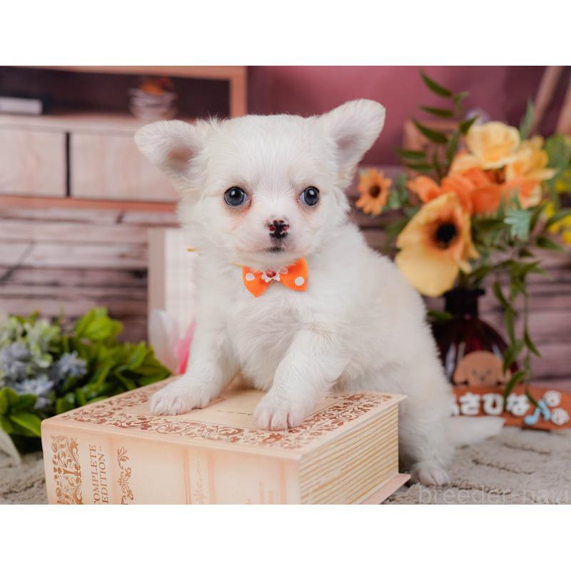 販売中の神奈川県のチワワ(ロングコート)-438966の6枚目