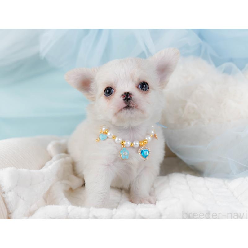 販売中の神奈川県のチワワ(ロングコート)-438966の4枚目