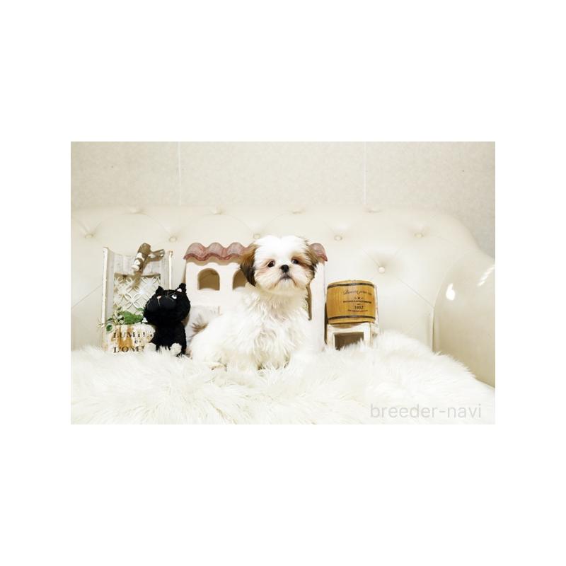 成約済の佐賀県のシーズー-435614の5枚目