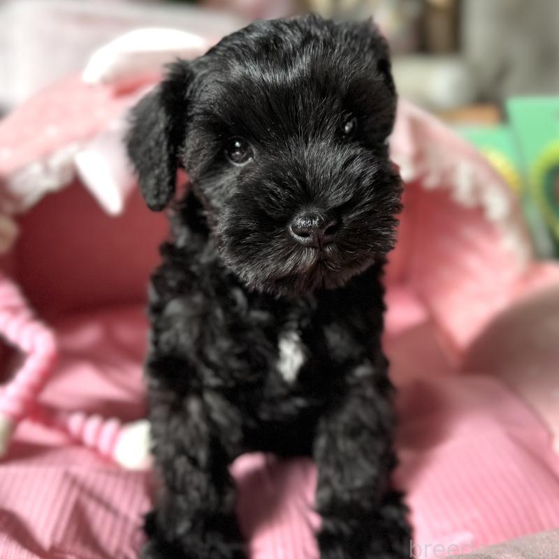 販売中の大阪府のミニチュアシュナウザー-438967の9枚目