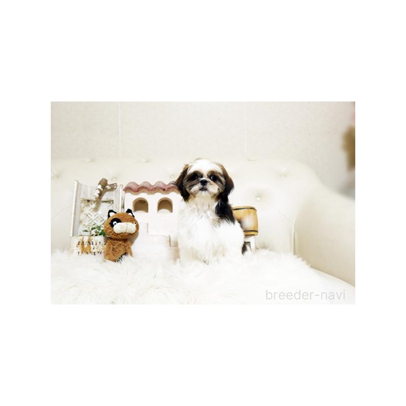 成約済の佐賀県のシーズー-435615の5枚目