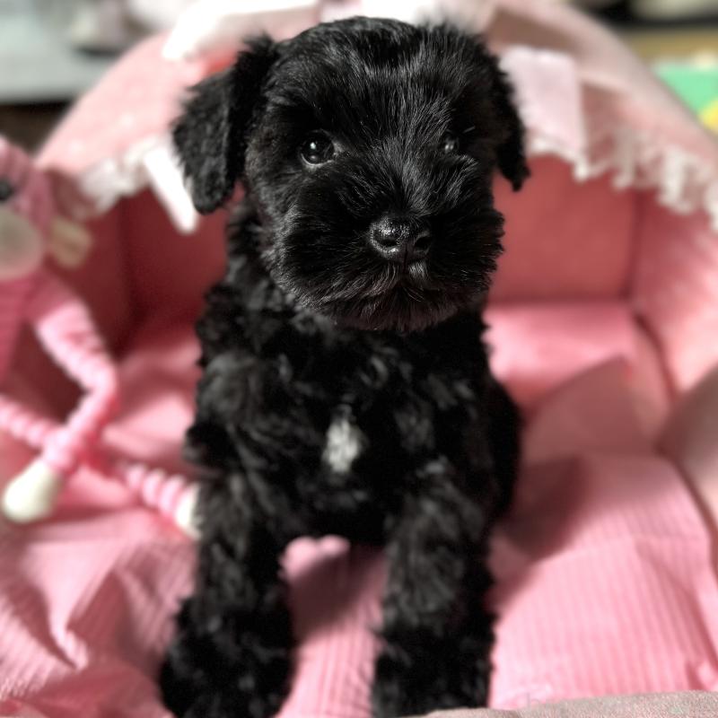 販売中の大阪府のミニチュアシュナウザー-438967の8枚目