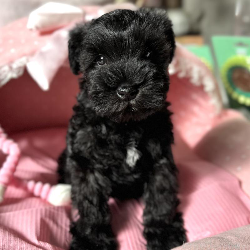 販売中の大阪府のミニチュアシュナウザー-438967の6枚目