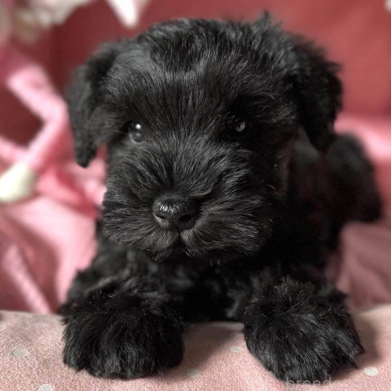 販売中の大阪府のミニチュアシュナウザー-438967の5枚目