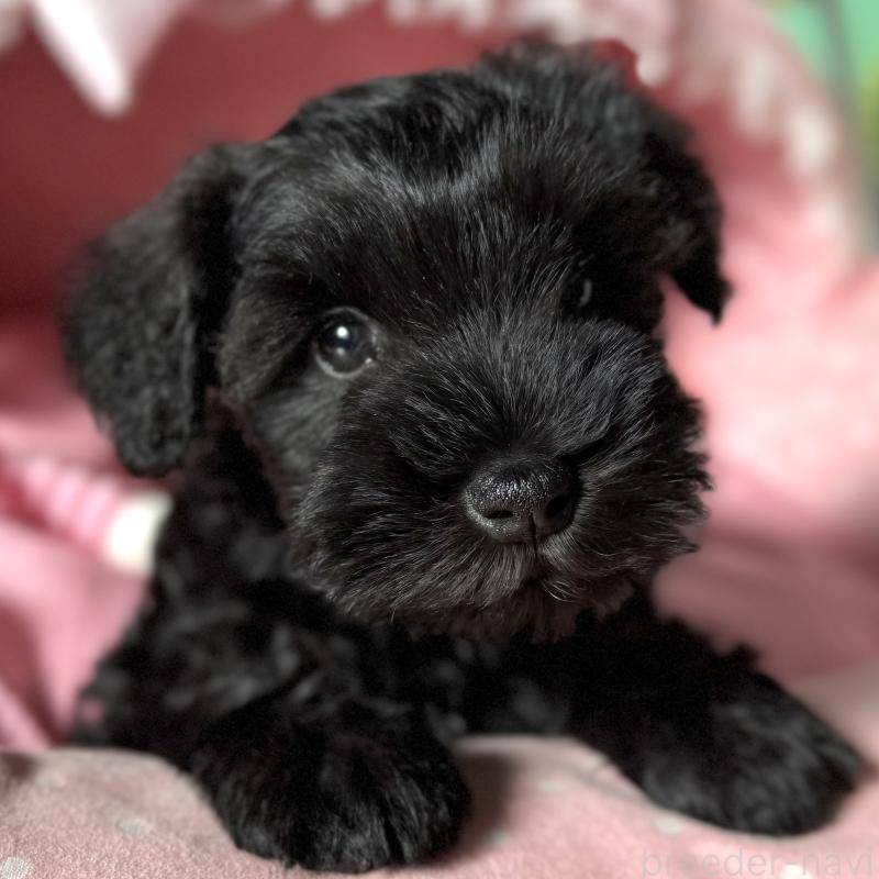 販売中の大阪府のミニチュアシュナウザー-438967の4枚目