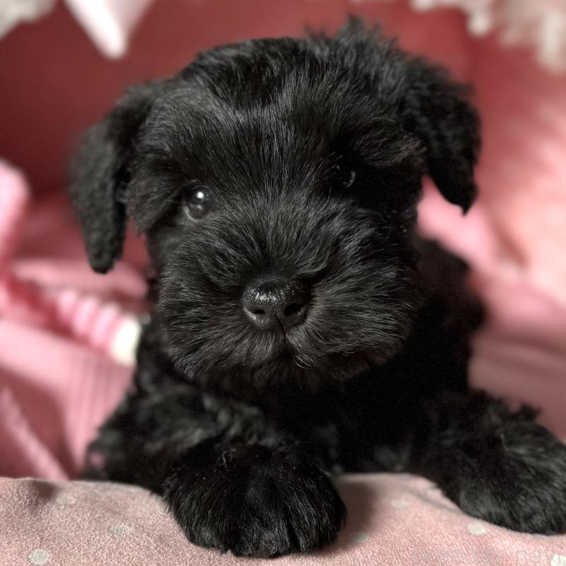 販売中の大阪府のミニチュアシュナウザー-438967の3枚目