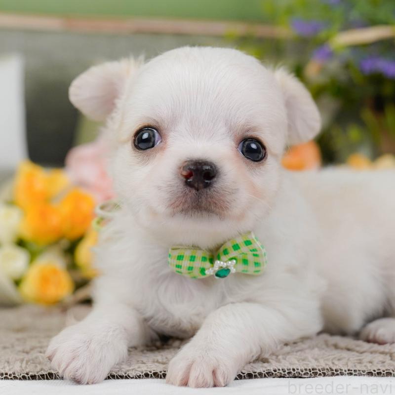 販売中の神奈川県のチワワ(ロングコート)-438969