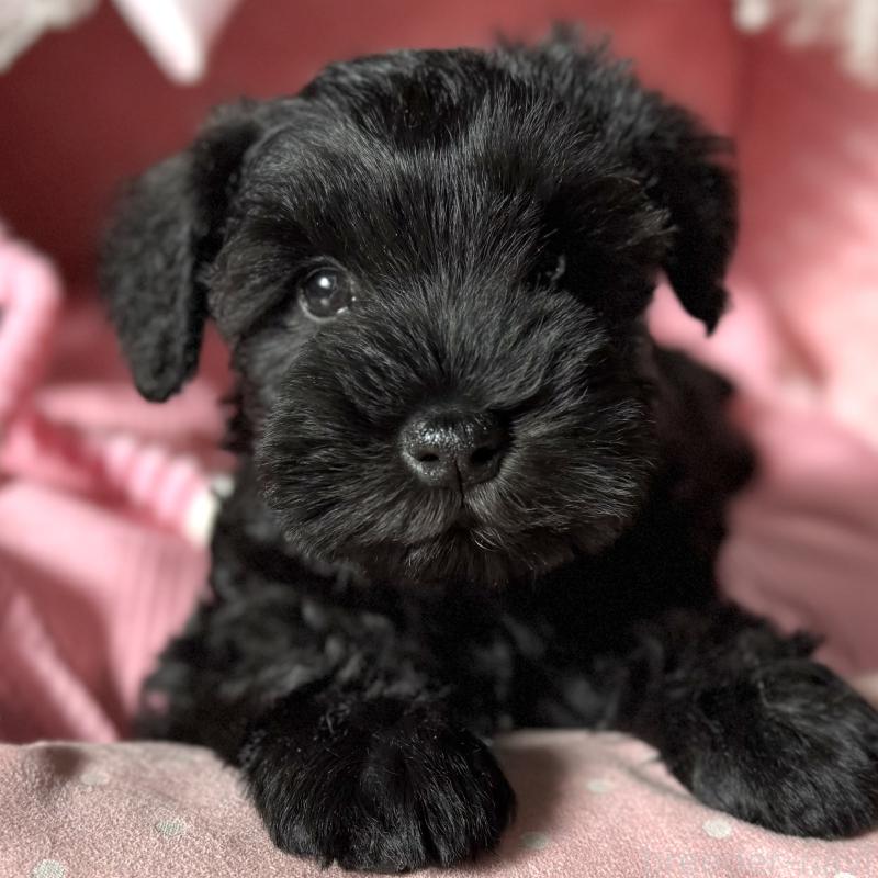 販売中の大阪府のミニチュアシュナウザー-438967