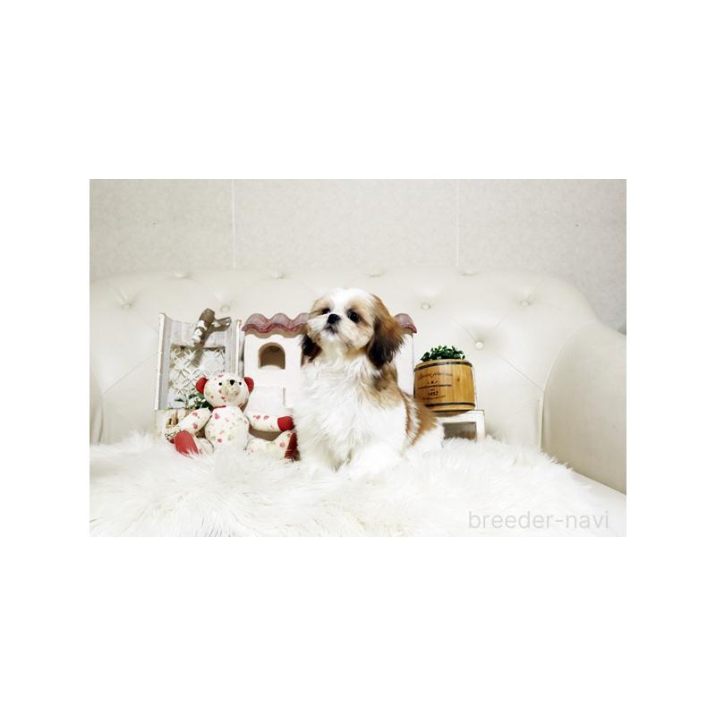 販売中の佐賀県のシーズー-435616の5枚目