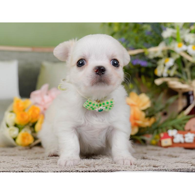 販売中の神奈川県のチワワ(ロングコート)-438969の11枚目