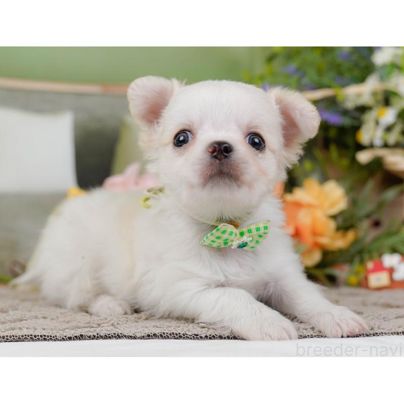 販売中の神奈川県のチワワ(ロングコート)-438969の10枚目