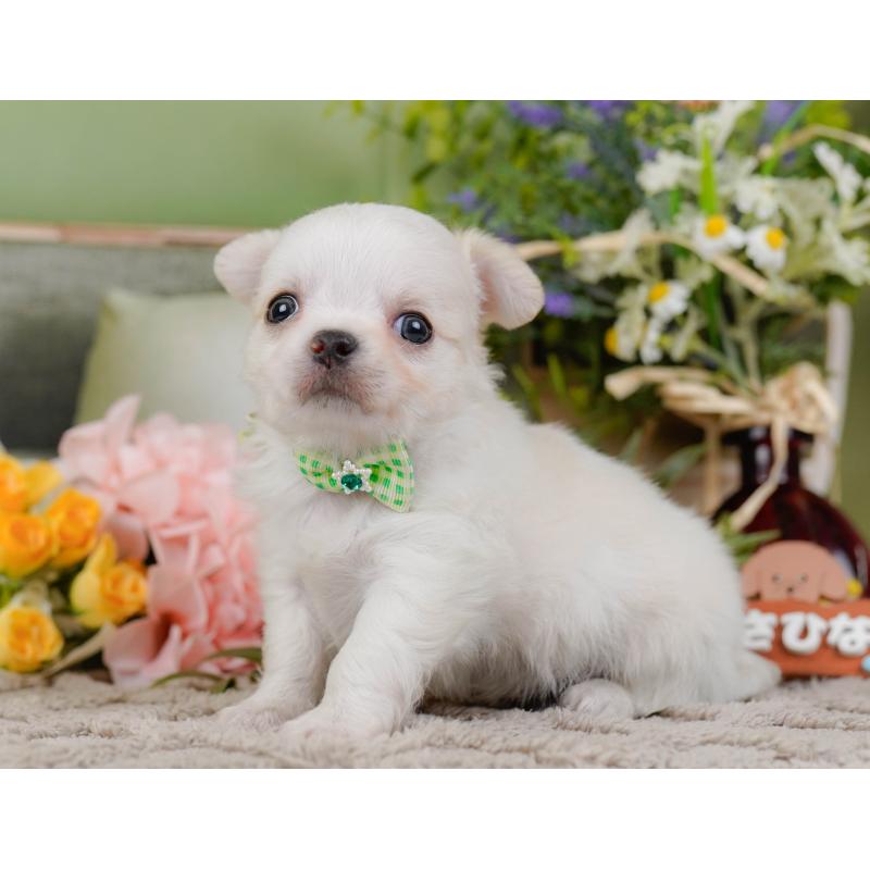 販売中の神奈川県のチワワ(ロングコート)-438969の9枚目