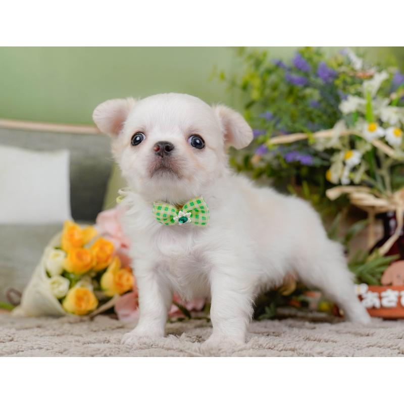 販売中の神奈川県のチワワ(ロングコート)-438969の8枚目